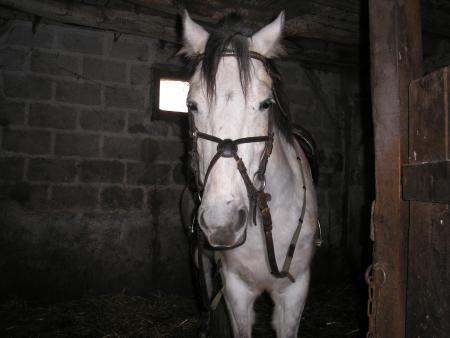 cheval préférer