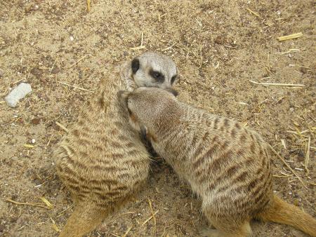 les suricates