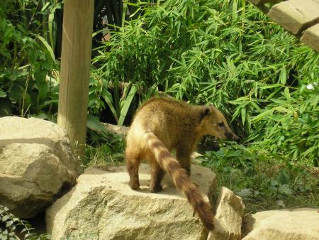 le coati