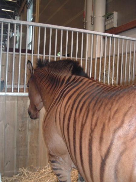 salon du cheval