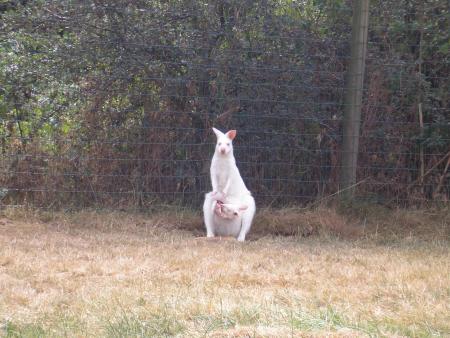 wallaby de benette