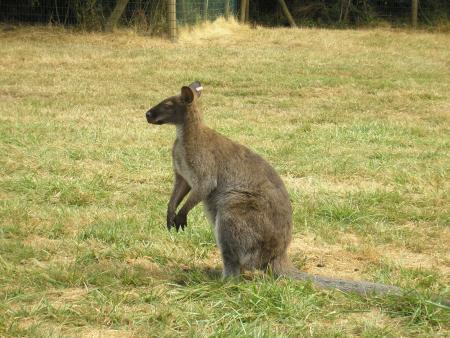 le wallaby de benett