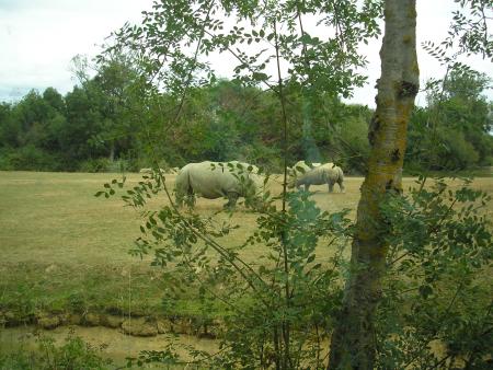 des rhinocéros blanc