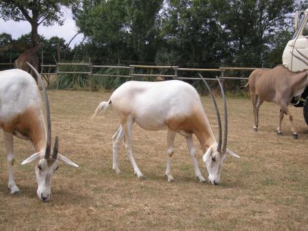 l'oryx algazelle