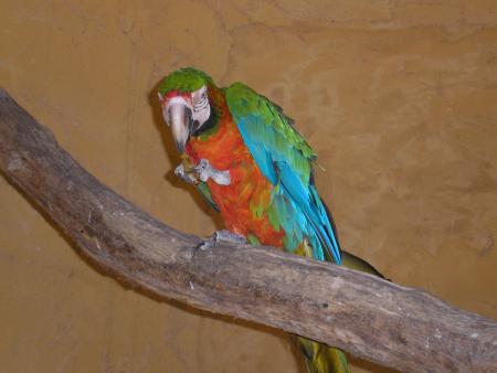 le perroquet