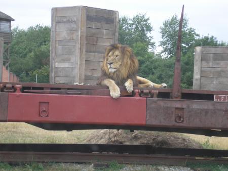 le lion