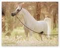 pur-sang arabe