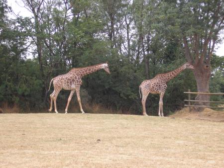 les girafes