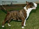 bull terrier