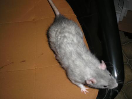 mon rat