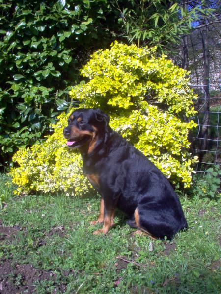 paco