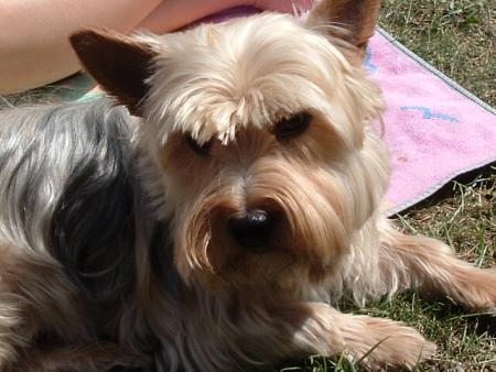 Mascotte