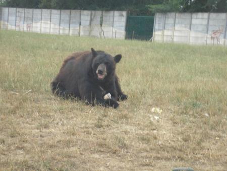 l'ours baribal