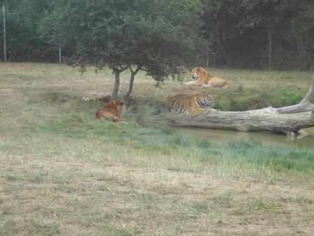 les tigres