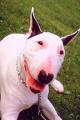 bull terrier 002