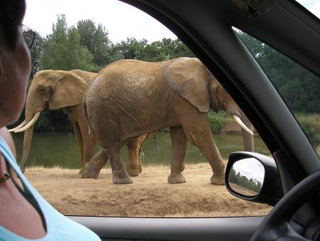 les éléphants