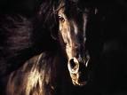 La prière du cheval
