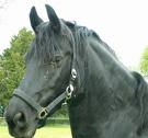 le frison